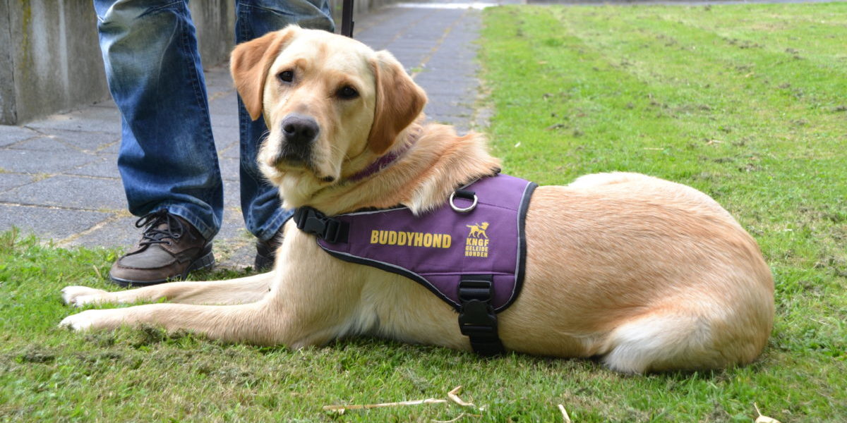 KNGF_Buddyhond KNGF_Buddyhond