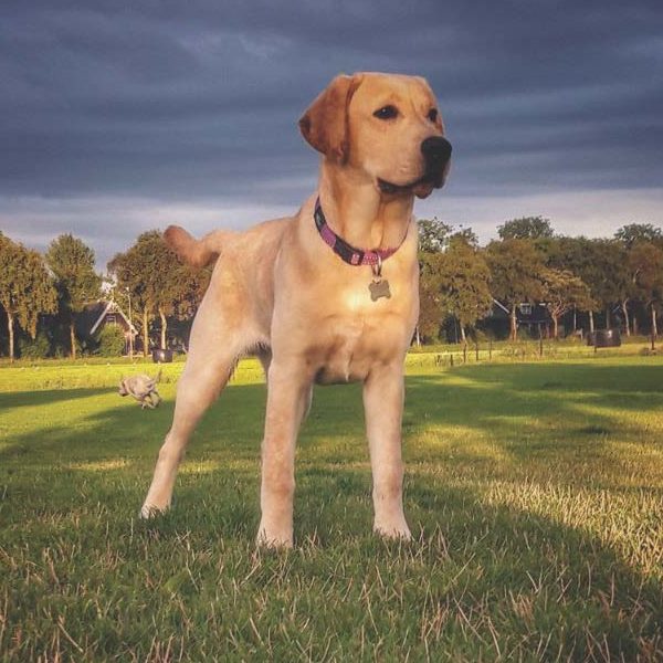 Moody Autismegeleidehond Moody Autismegeleidehond